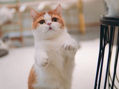 -飞行喵MR PILOT|猫舍·猫咖(静安大融城店)