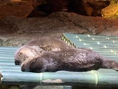 -暹罗海洋世界