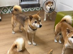 -是阿柴呀！柴犬咖啡·爱喵喵猫咖