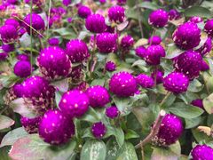 -庐山风景区花径公园