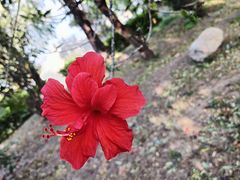 -洱海月湿地公园