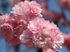 -天适樱花悠乐园