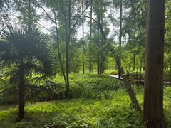 -黄海国家森林公园