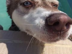 -趣玩宠物乐园寄养训犬训狗游泳池