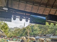 -野象谷景区