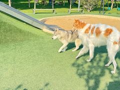 -爪吧宠物乐园 (温榆河示范区店)