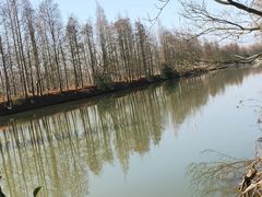 -上海海湾国家森林公园