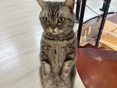 -豆逗聊愈猫阁Easy Life