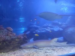 -太平洋海底世界