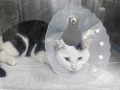 -达爱动物医院·犬猫分区·CT·复杂眼科(远洋山水分院)