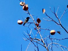 -三里屯东五街银杏大道