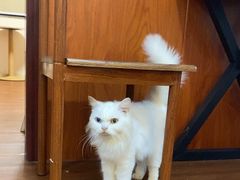 -楼上猫咖(罗湖店)