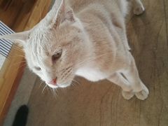 -猫咖时代(中山亭店)