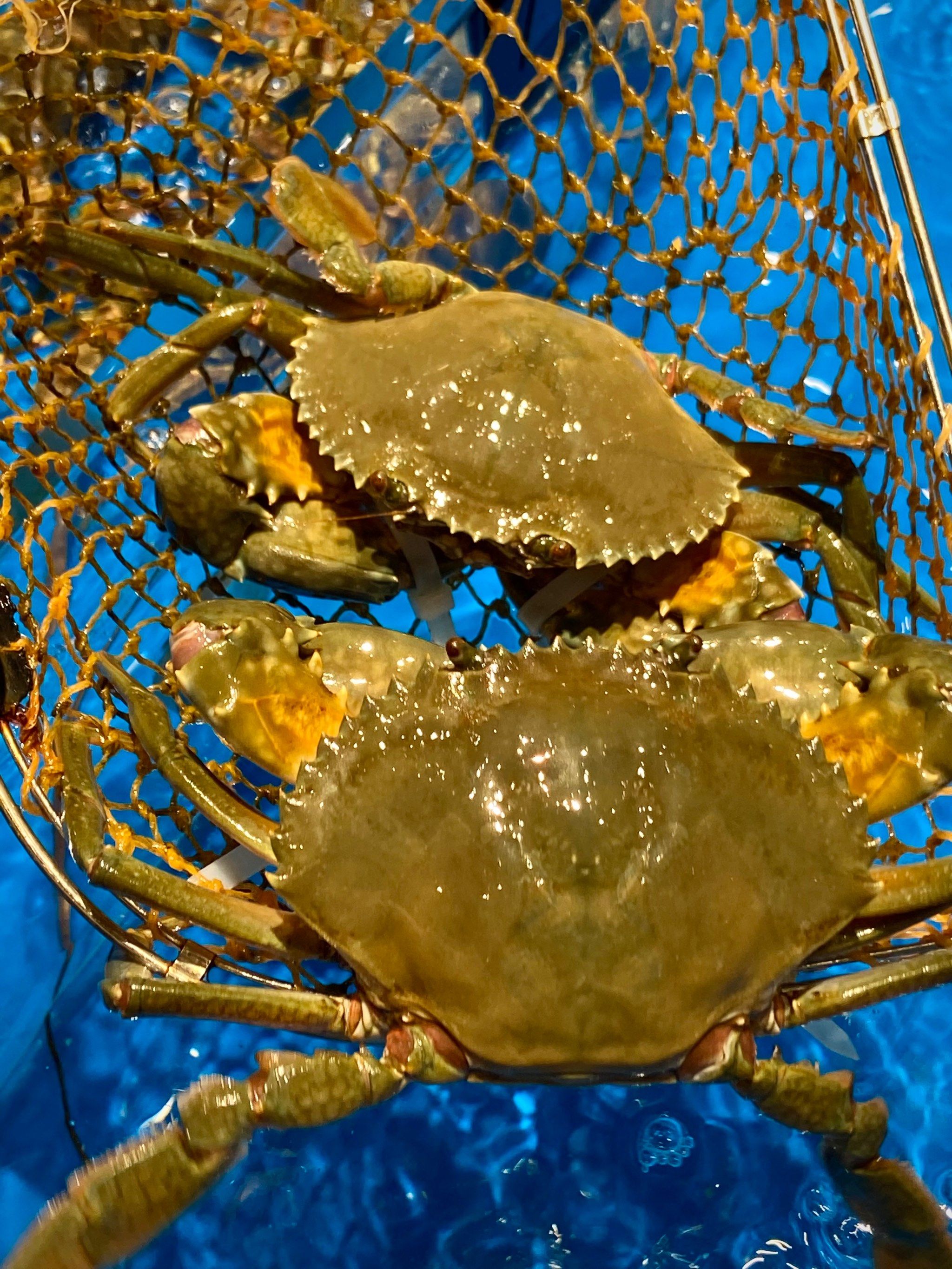 被这笼饱满澄亮的红鲟糯米粉馋哭了🤤