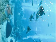 -亚特兰蒂斯•OSSIANO奥西亚诺海底餐厅