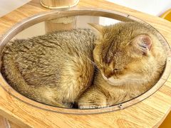 -有喵·猫咖·狗咖·30几只猫10只小狗(岗厦店)