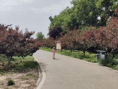 -石家庄市植物园