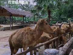 -海南热带野生动植物园