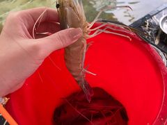 -大象营野Life营地·钓虾(坦尾店)