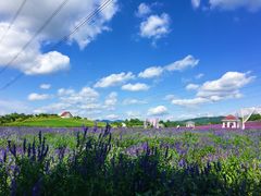 -紫颐香薰山谷景区