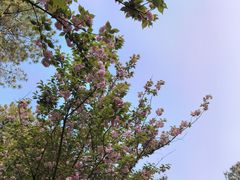 -铁山坪森林公园