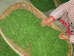 2018乡间茶叶大丰收制茶过程-龙湖东院农庄(乡间小路店)