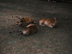 -奈良公园