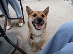 -柴犬高等学院·狗咖·柴犬售卖·宠物训练