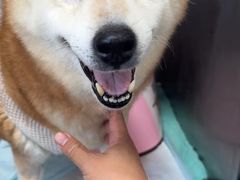 -派美特宠物医院·核磁CT·骨科肿瘤·疑难转诊(沈农禾丰店)