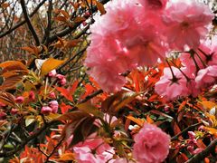 -高东镇樱花园