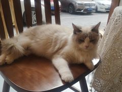 -猫友咖啡店(玉林西路店)