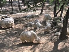 -石家庄市动物园