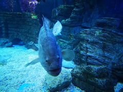 -烟台海昌鲸鲨海洋公园