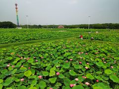 -嘉北郊野公园