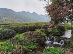 -中国茶叶博物馆(双峰馆区)