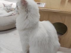 -猫和宫(六道口店)