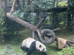 -成都动物园
