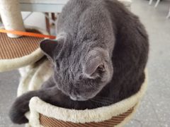 -共舞时光猫咖·狗咖(新街口店)