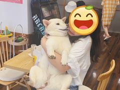 -豆柴町-柴犬主题狗咖(红鼎国际C座店)