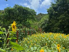 -银湖山郊野公园-相思林