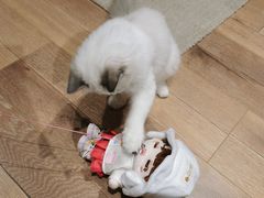 -瞄一喵猫咖(格力海岸店)