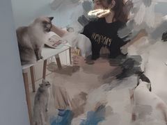 -喵的天空名猫咖啡馆·撸猫·猫舍·用品