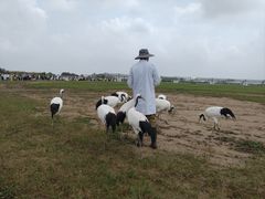 -盐城丹顶鹤湿地生态旅游区