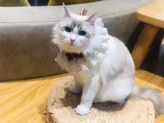 -啵啵喵·猫咖(攀华国际店)