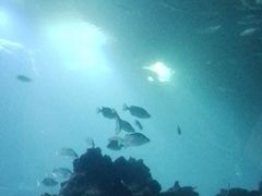 -海棠湾洲际-涛·海底餐厅·美人鱼·自助餐·海底隧道