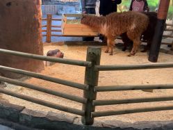 -Zoolung Zoolung动物主题公园(海信广场店)