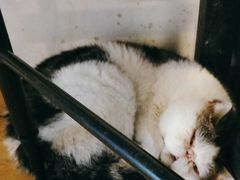 -Cappucimeow猫咪咖啡馆(韦伯时代店)