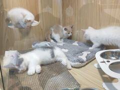 -屋虎猫馆(宝安大仟里店)