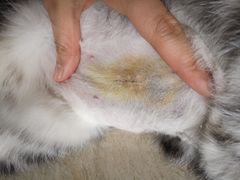 -佳怡动物医院·平价24小时·猫专科骨外科