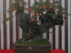 -重庆市江北嘴中央商务区中央公园